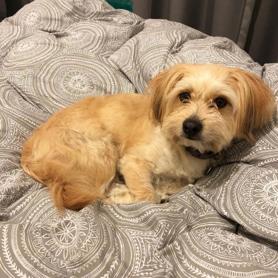 yellow Pom-Tzu dog curled up on the bed