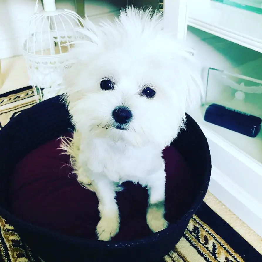 white Pom-Tzu sitting on top of its circle bed with its just woke up face
