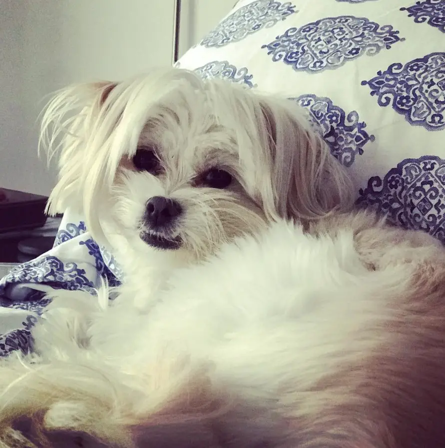 Pom-Tzu lying on the bed while looking back smiling