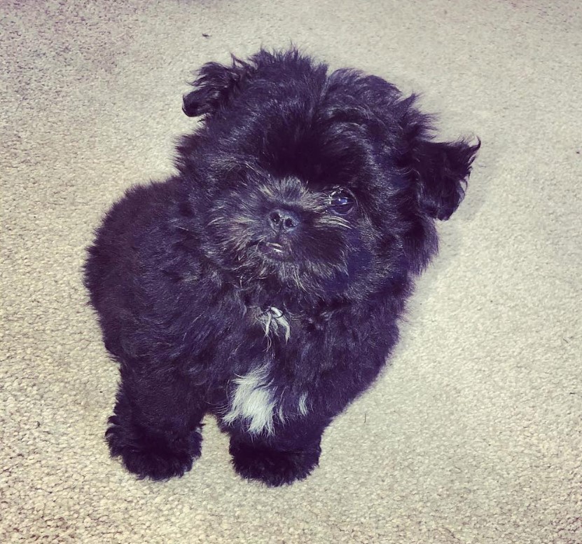 black Shi-Pom with white fur color on its chest sitting on the floor