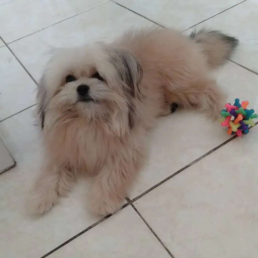 Shi-Pom lying down on the floor with its itoy