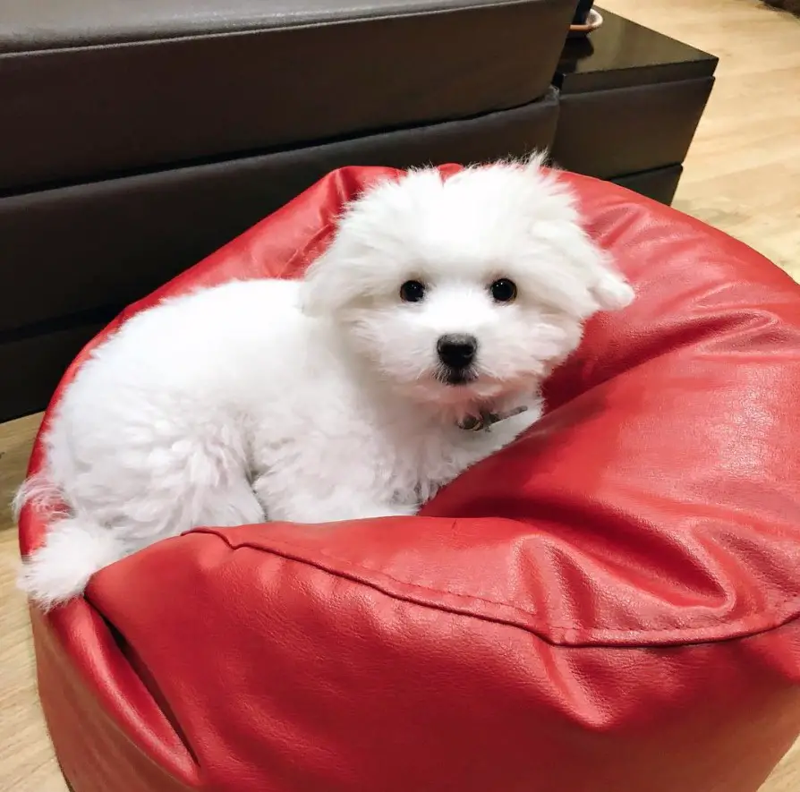 white Shi-Pom lying on top of a red soft circle chair