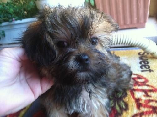 hand of a person touching the face of a Shih-Pom puppy
