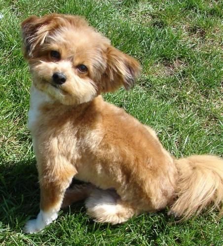 yellow Shih-Pom sitting on the green grass