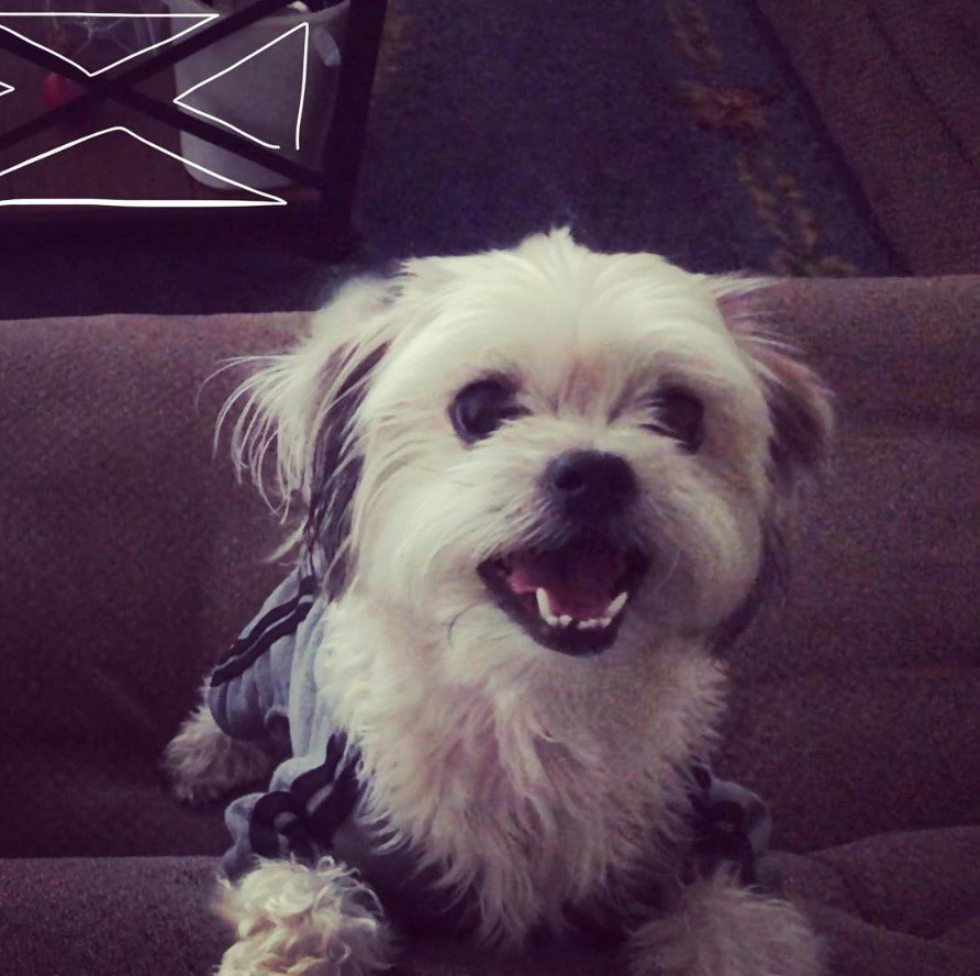 happy Shiranian dog standing up on the couch