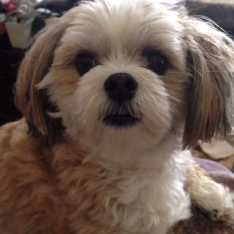 Shih-Pom staring with its big schocked eyes