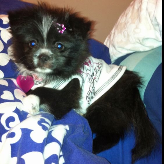 black Shih A Pom lying on the bed