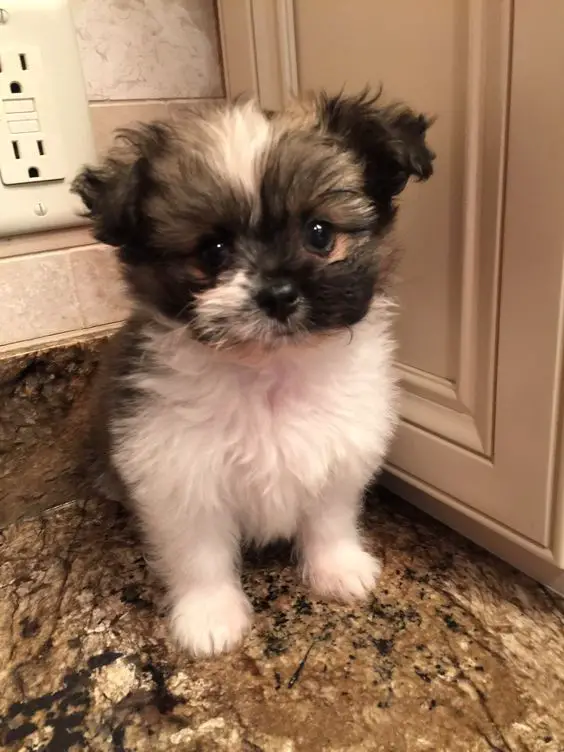 adorable Shih A Pom puppy sitting on the floor