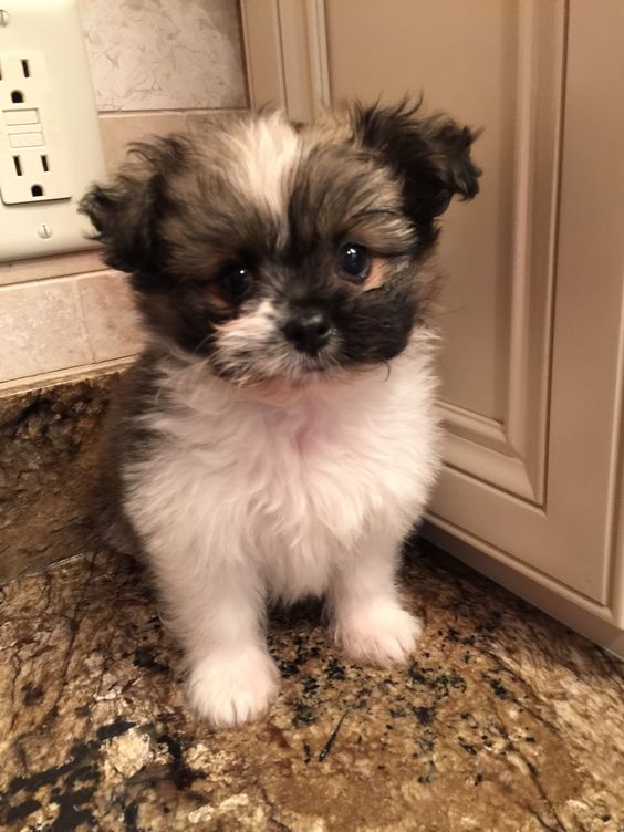 30 Pomeranians Mixed With Shih Tzu The Paws