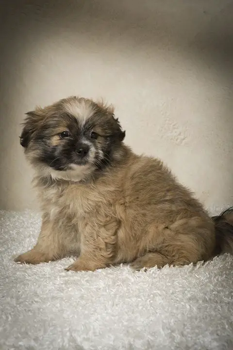 Shih A Pom puppy sitting on top of a fluffy carpet