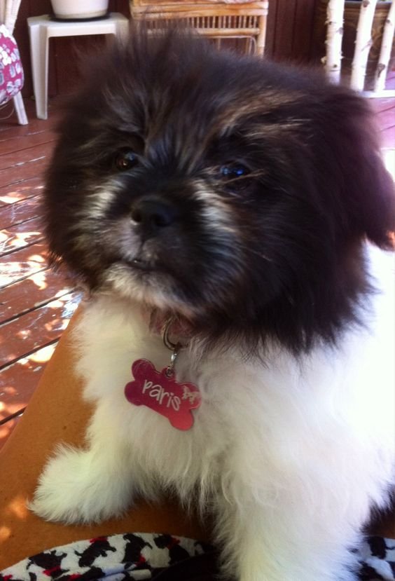 Shih A Pom dog sitting on the lap of its owner