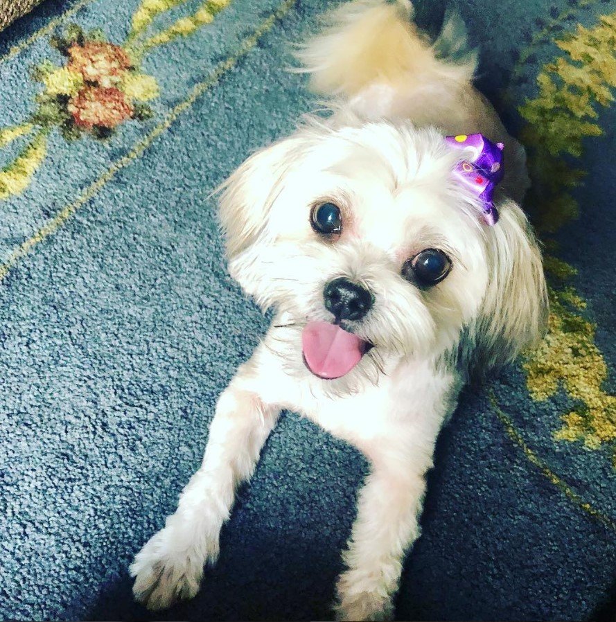 Shiranian lying down on the floor while looking up with its happy face