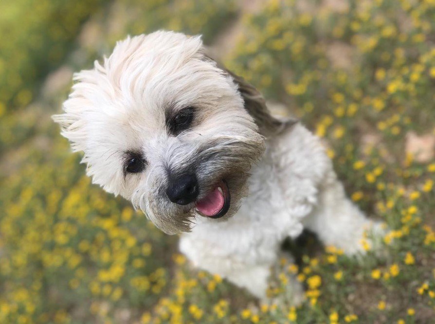 Shiranian walking in the grass with small yellow flowers