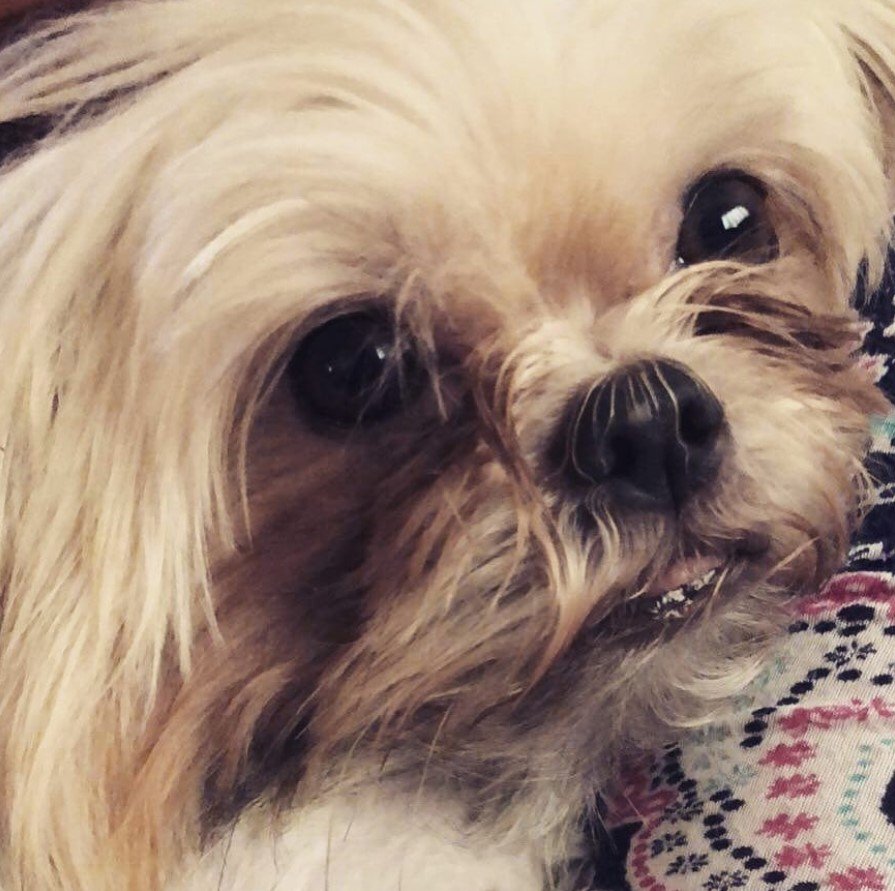 close up face of an adorable Shiranian