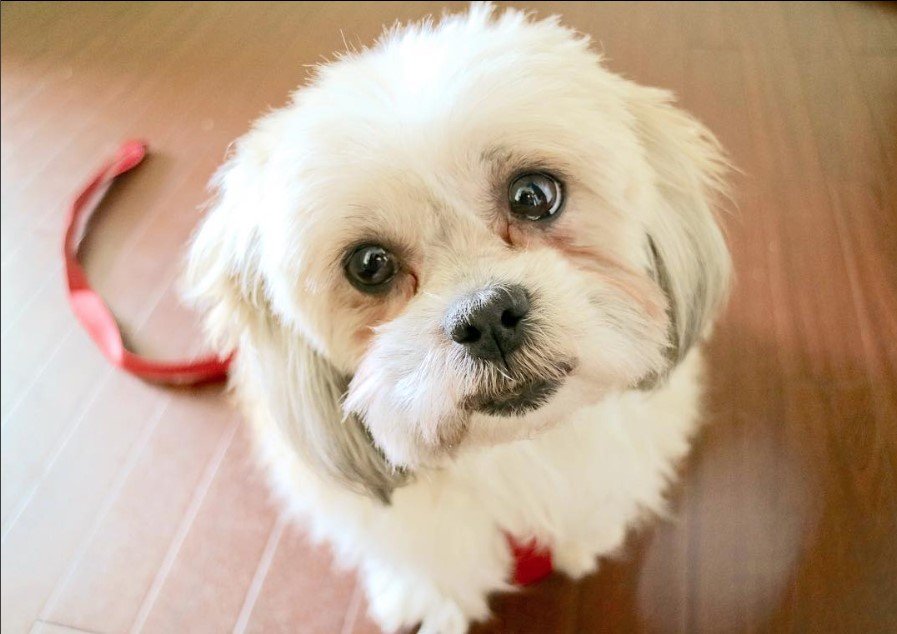 Pom-Shi sitting on the floor while looking up with its begging eyes