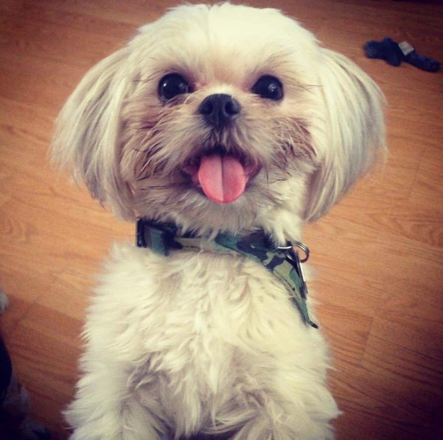 Pom-Shi standing up with its begging face