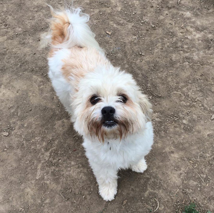 Pom-Shi dog standing on the ground while looking up
