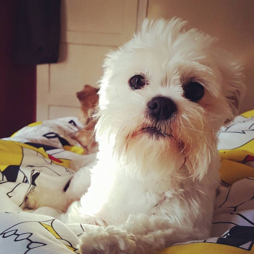 white Pom-Shi lying on top of the bed