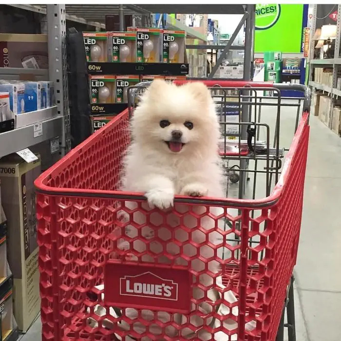cream Pomeranian in a shopping cart