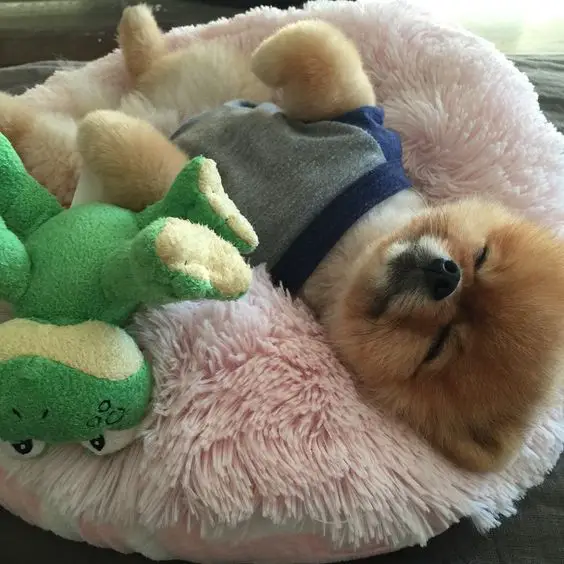 Pomeranian wearing a shirt sleeping in its fluffy bed with a frog stuffed toy