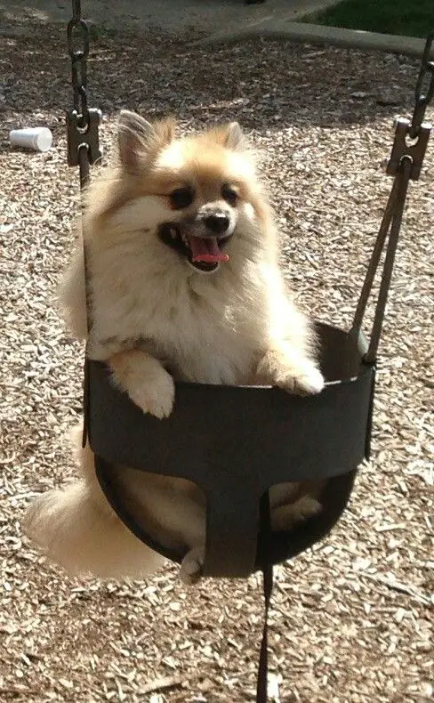 happy Pomeranian in the swing at the park