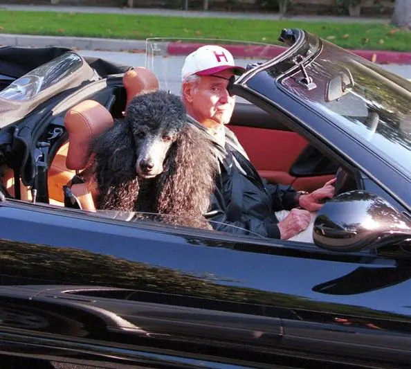 Jack Lemmon driving a car while his poodle is sitting next to him