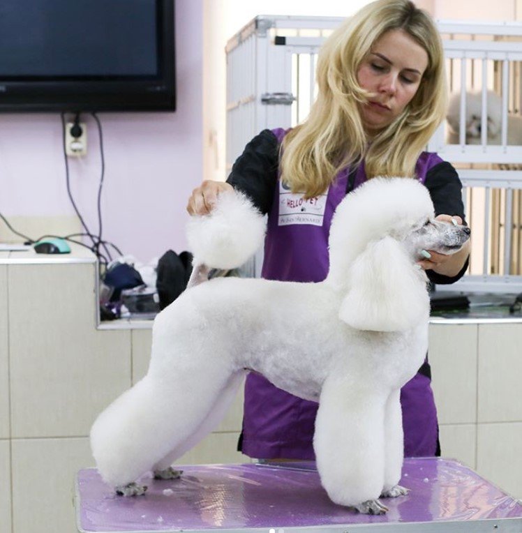 white Poodle in its modern haircut standing sideview on top of the grooming table