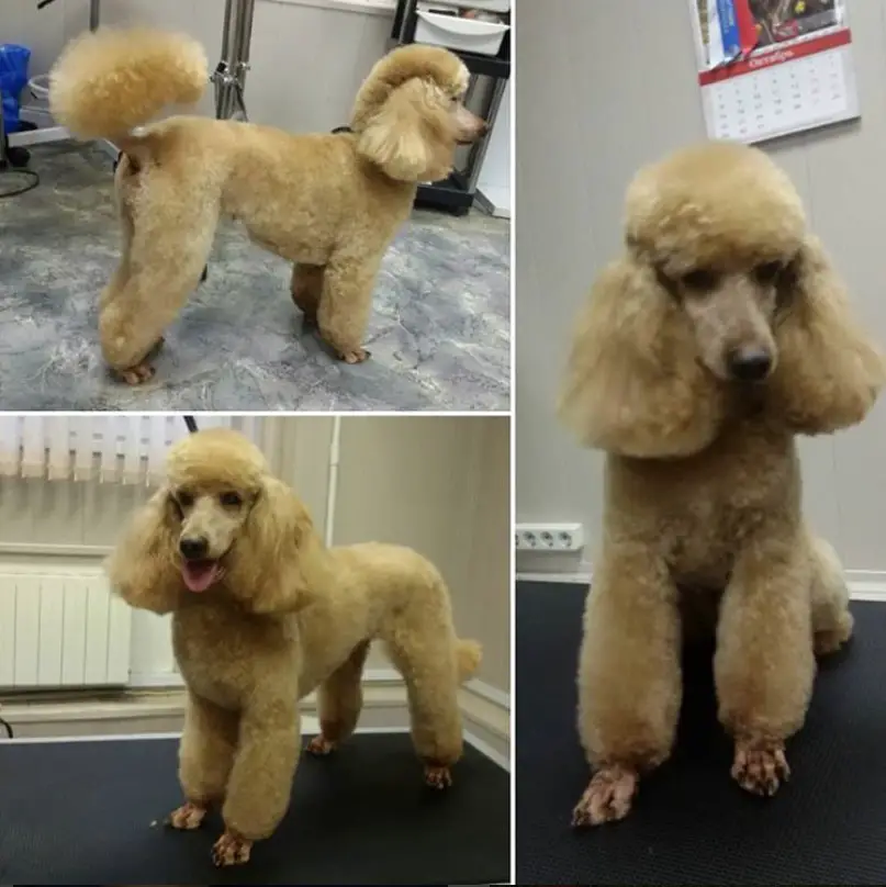collage photo of an apricot Poodle in dutch haircut