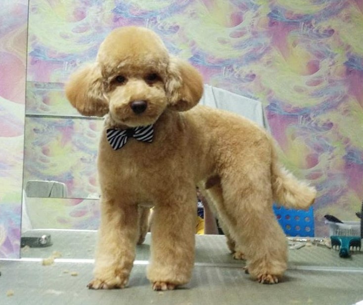 apricot Poodle in teddy bear haircut standing on top of the grooming table