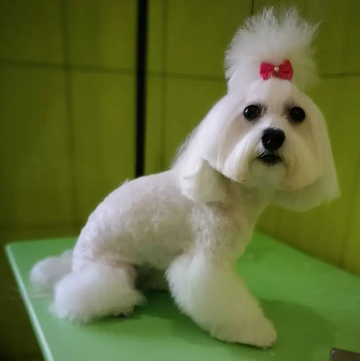 with Poodle in bob cut with a pony tail on top of its head