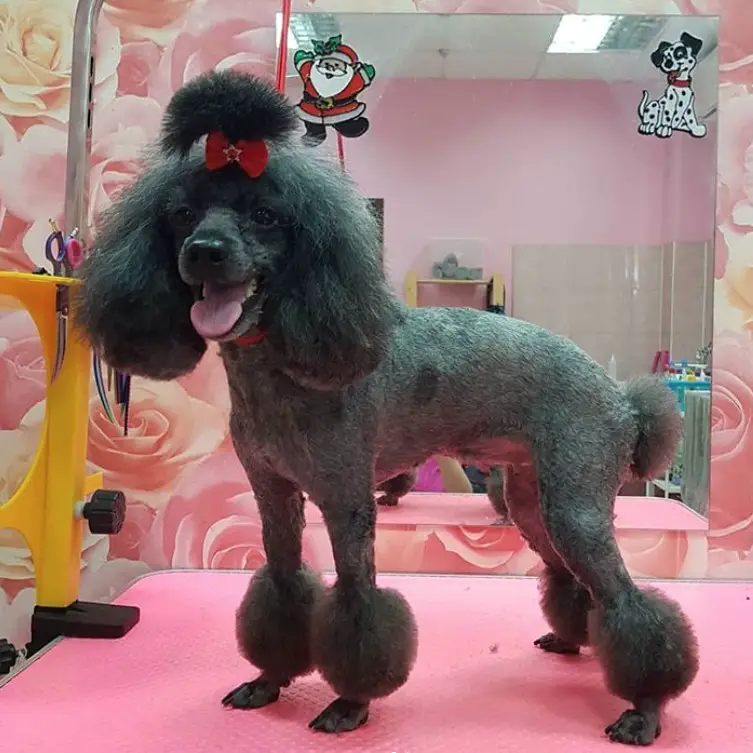 black Poodle in summer haircut