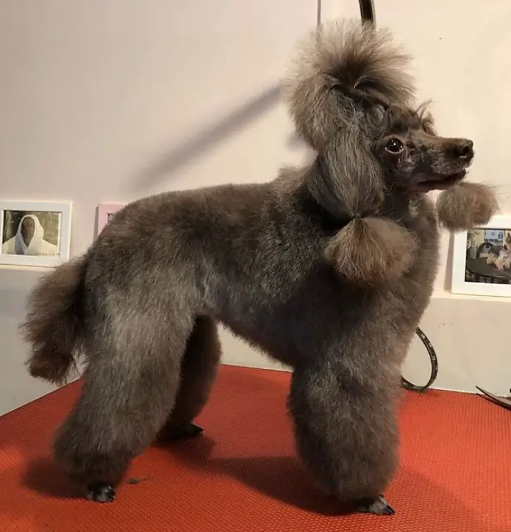 blue Poodle with trimmed fur in its body and pony tail on top of its head while the hair on the side of its face are tied