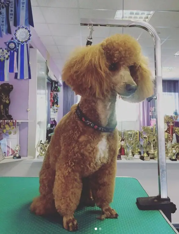 red Poodle sitting on top of the table in its dutch haircut