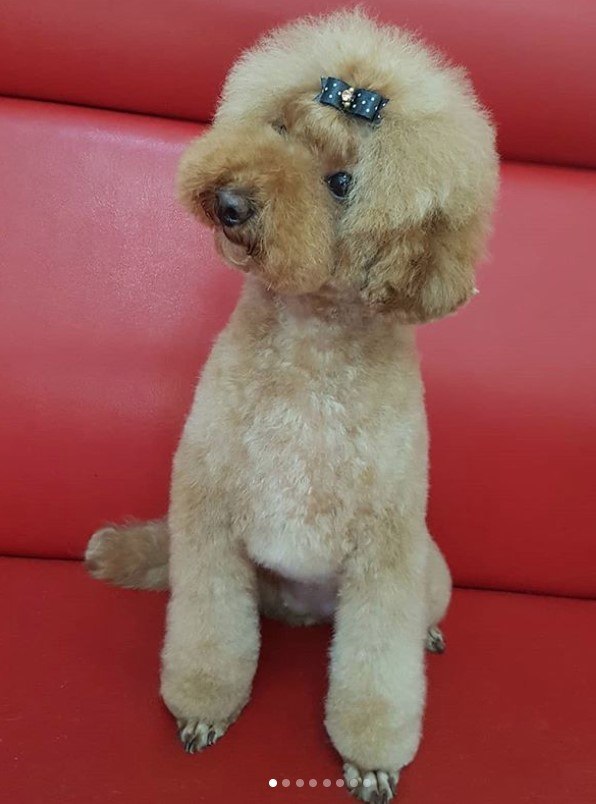 cream Poodle in her teddy bear haircut sitting on the couch