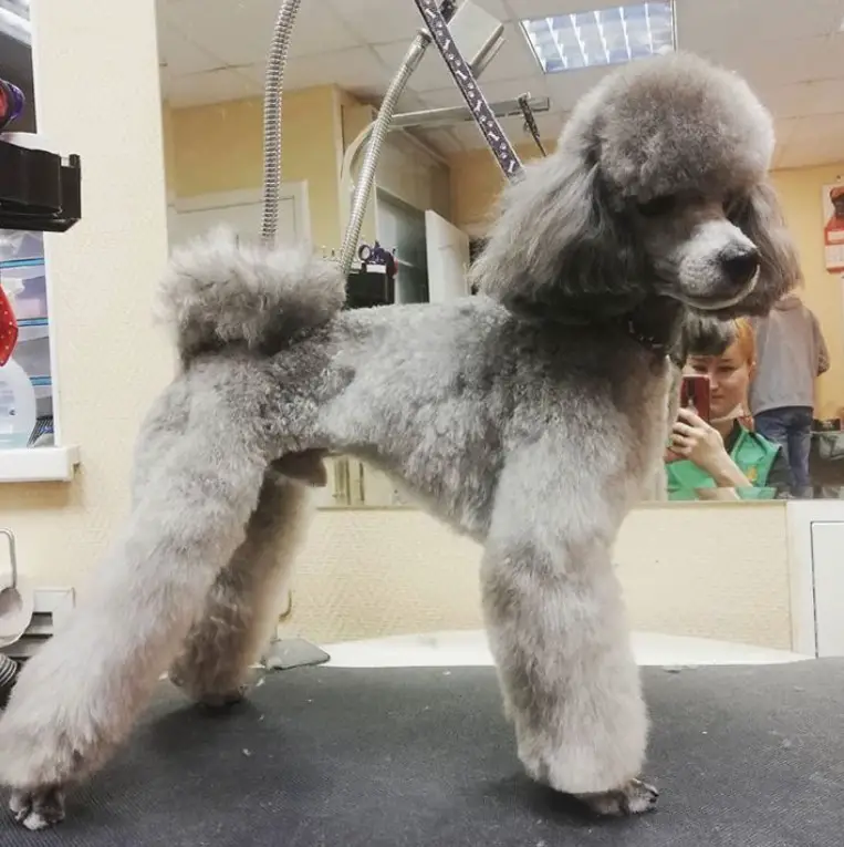 silver Poodle in Dutch haircut standing on top of the grooming table