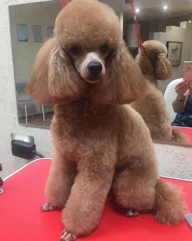 brown Poodle in its modern haircut sitting on top of the grooming table