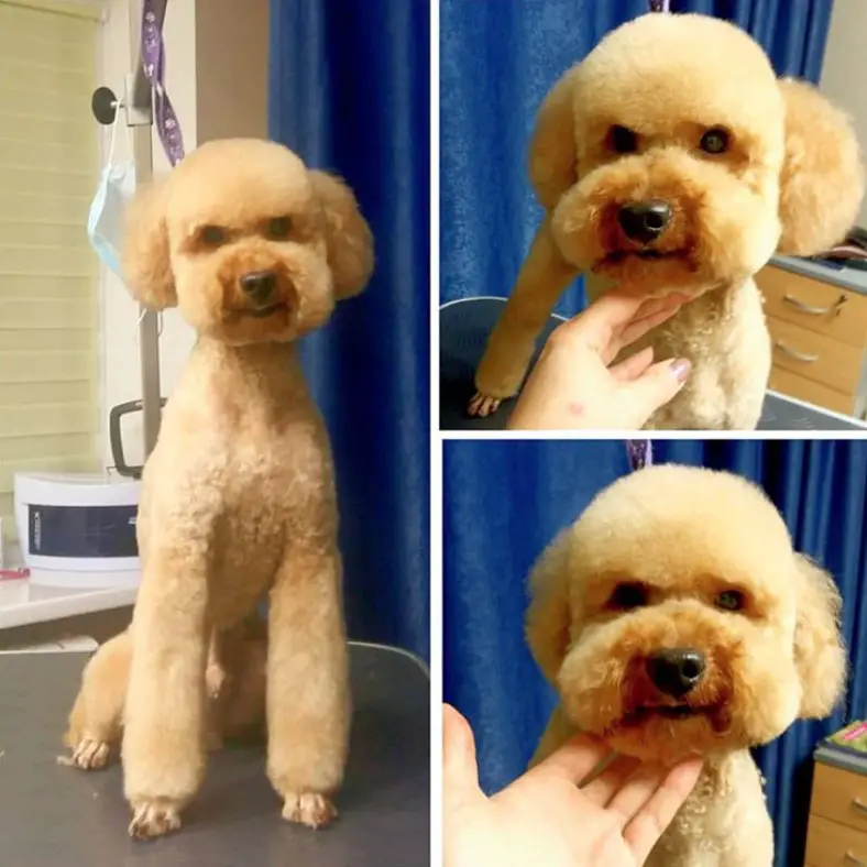 a collage photo of an apricot Poodle in its puppy haircut