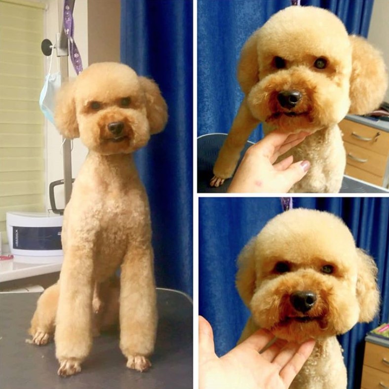 50 Best Poodle Haircuts For Dog Lovers Page 4 The Paws