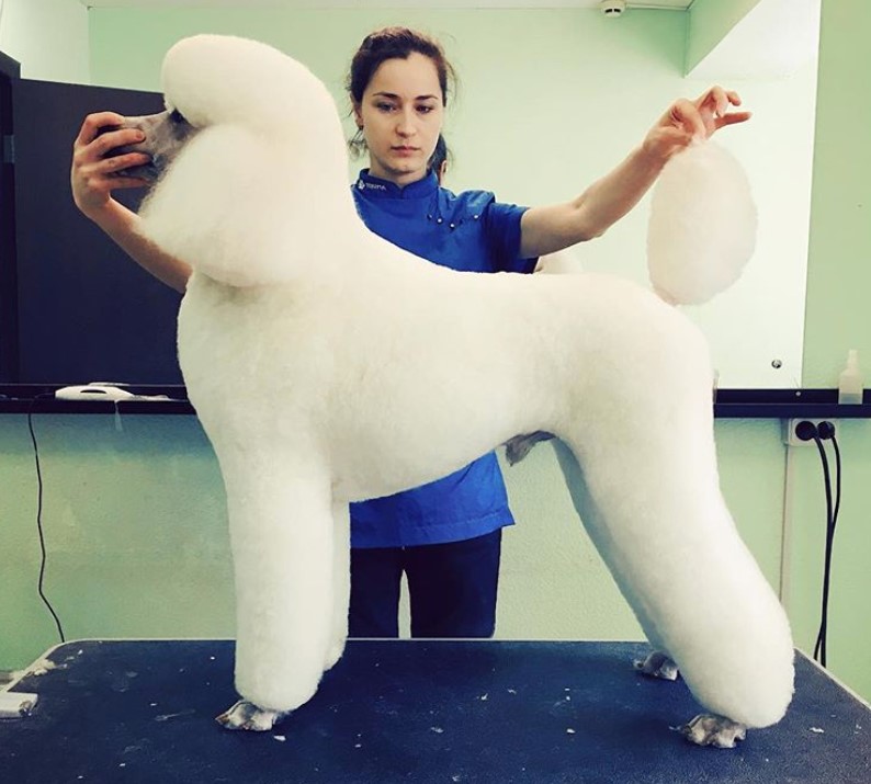 white poodle in its modern haircut standing on top of the grooming table with a groomer holding its muzzle and tail