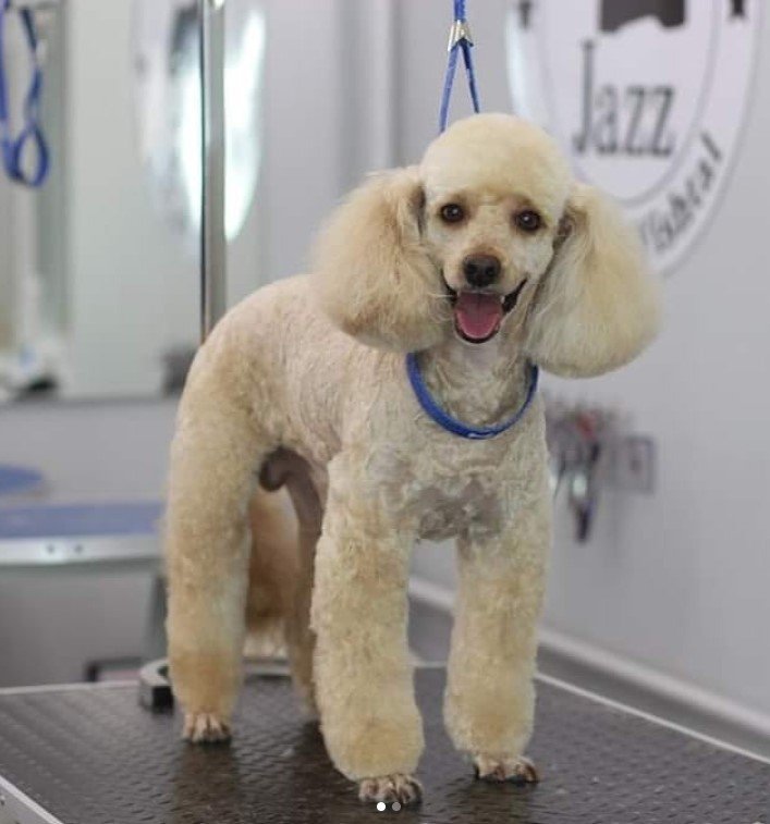 cream Poodle in dutch haircut smiling while standing on top of the grooming table