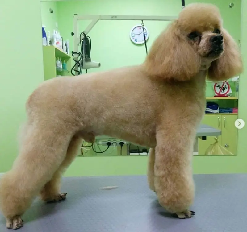apricot Poodle in dutch haircut standing on top of the grooming table