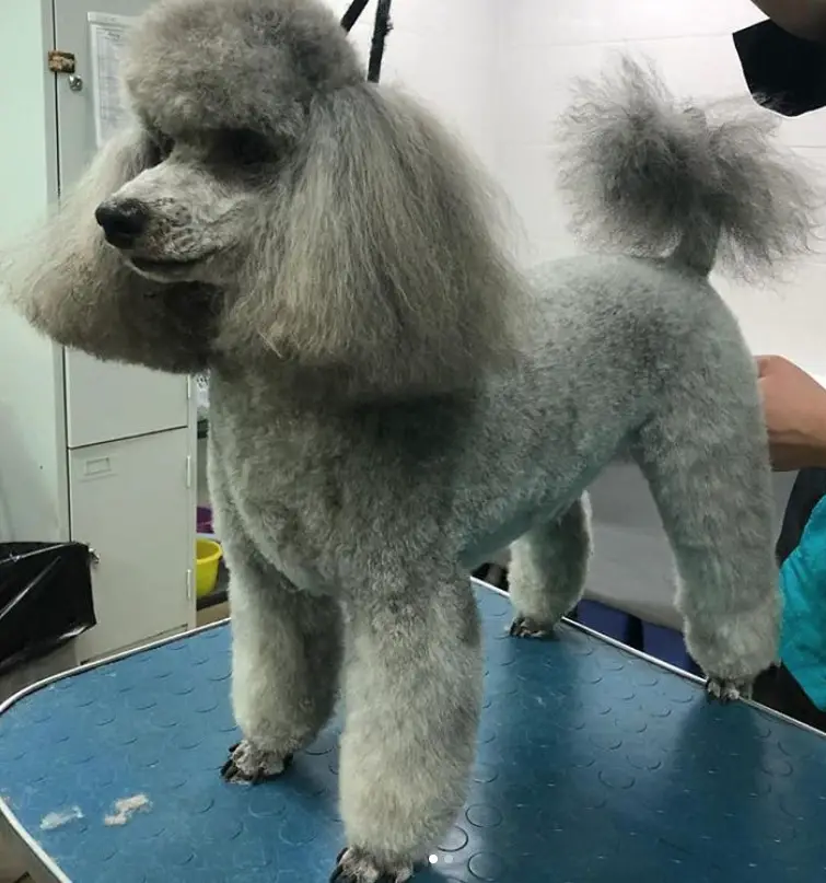 silver Poodle in its dutch haircut