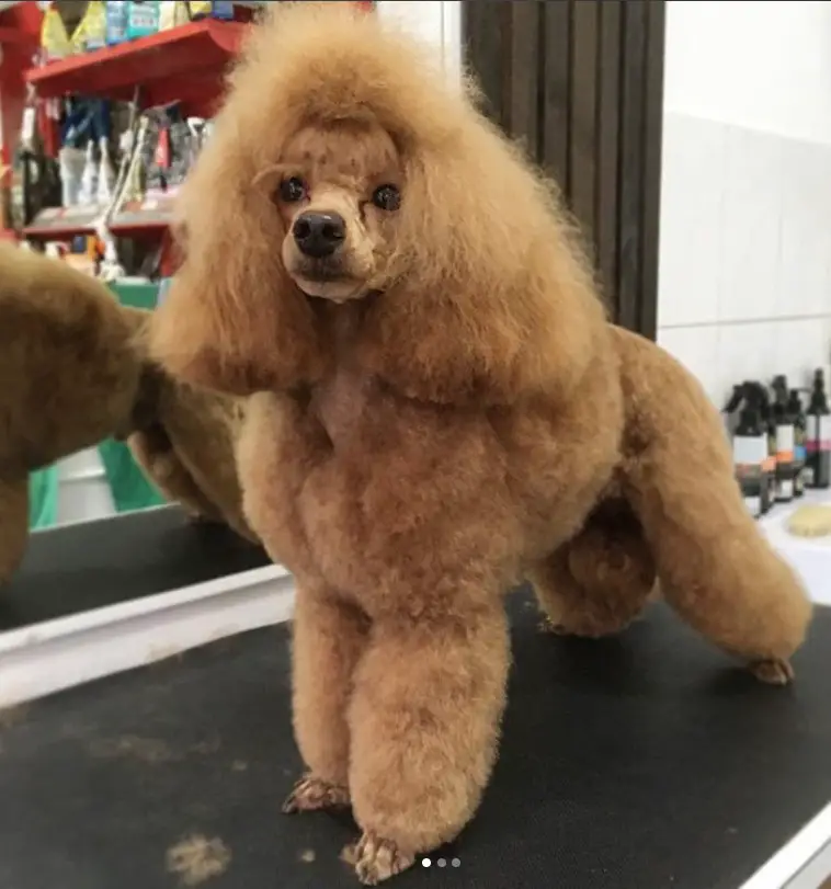 apricot Poodle in its modern haircut standing on top of the grooming table
