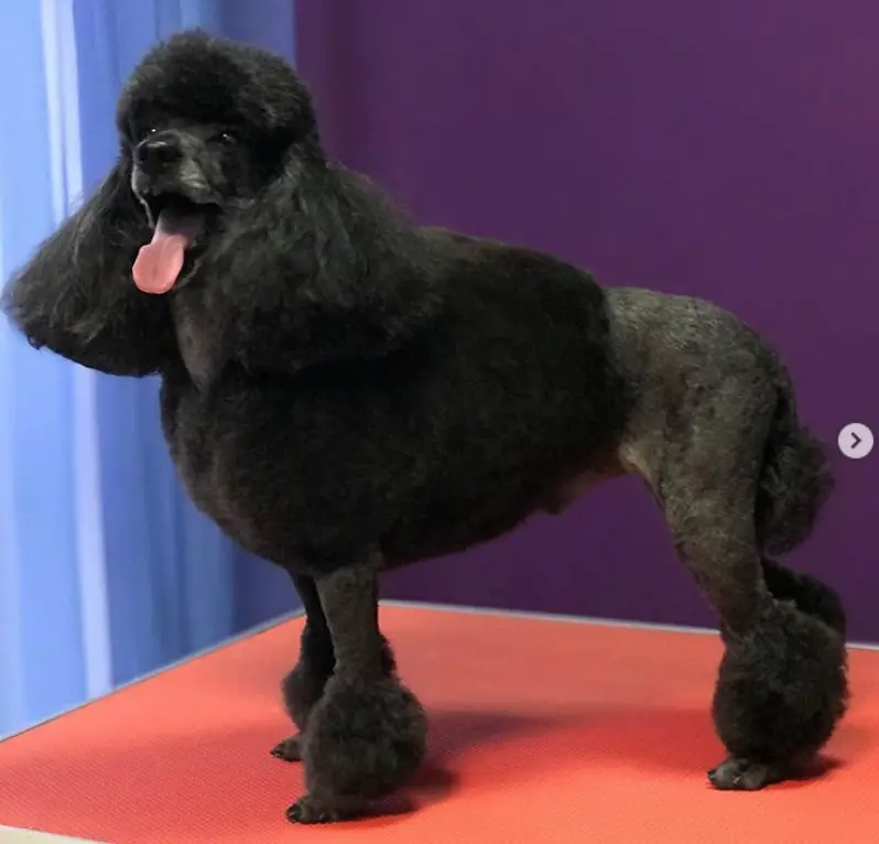 black Poodle in its lion haircut standing on top of the grooming table