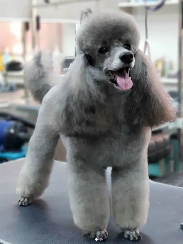 silver Poodle in Dutch haircut smiling while standing on top of the grooming table
