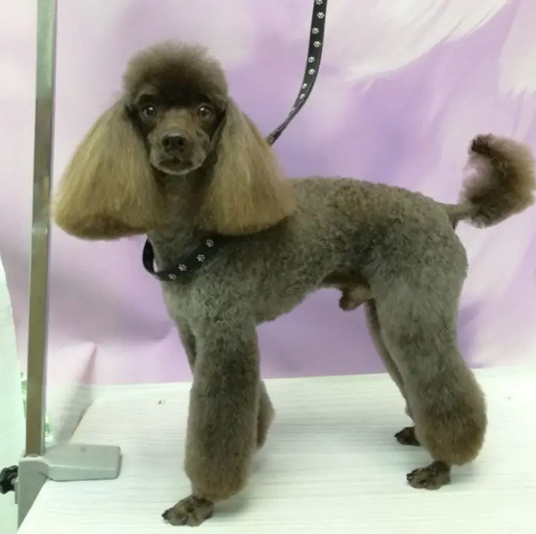 Poodle in dutch haircut