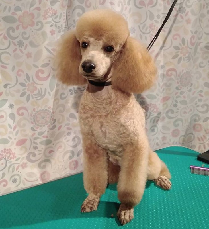 yellow freshly cut Poodle with Dutch style haircut sitting on top of the grooming table