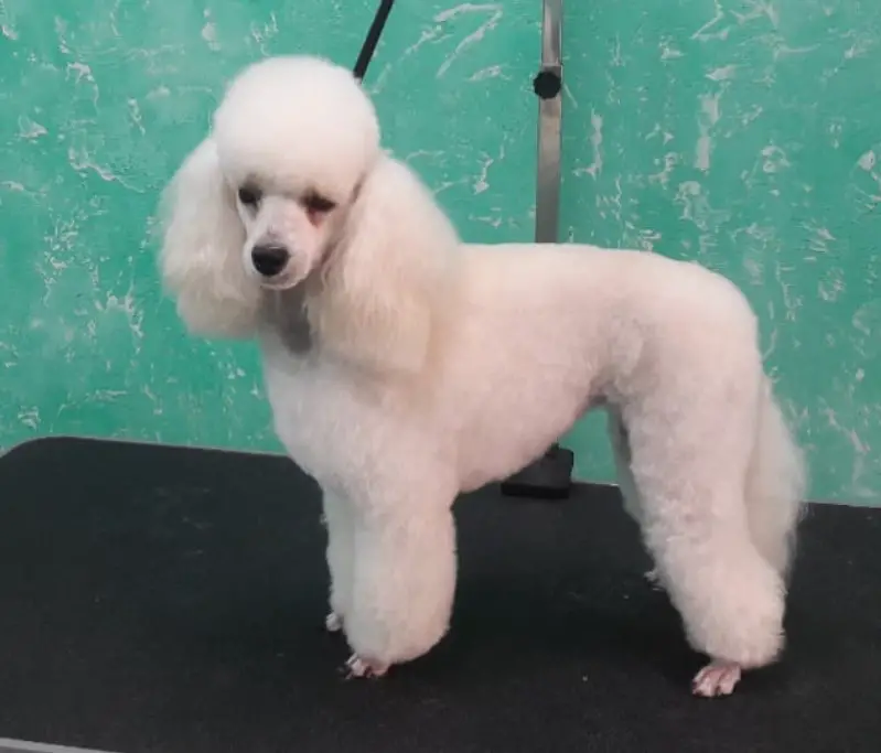 white Poodle in modern haircut standing on top of the grooming table