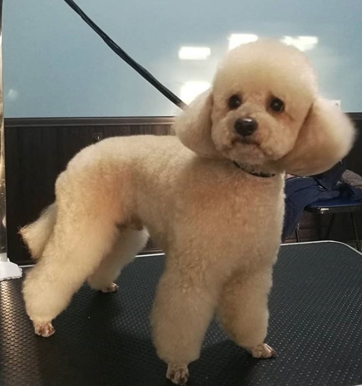 cream Poodle in puppy haircut