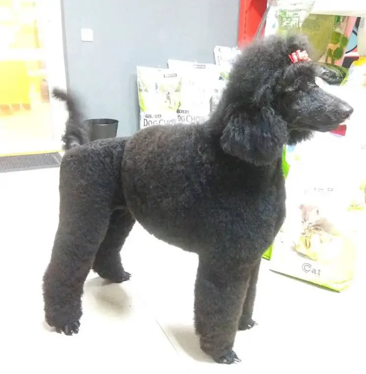 black Poodle in semi-lion haircut